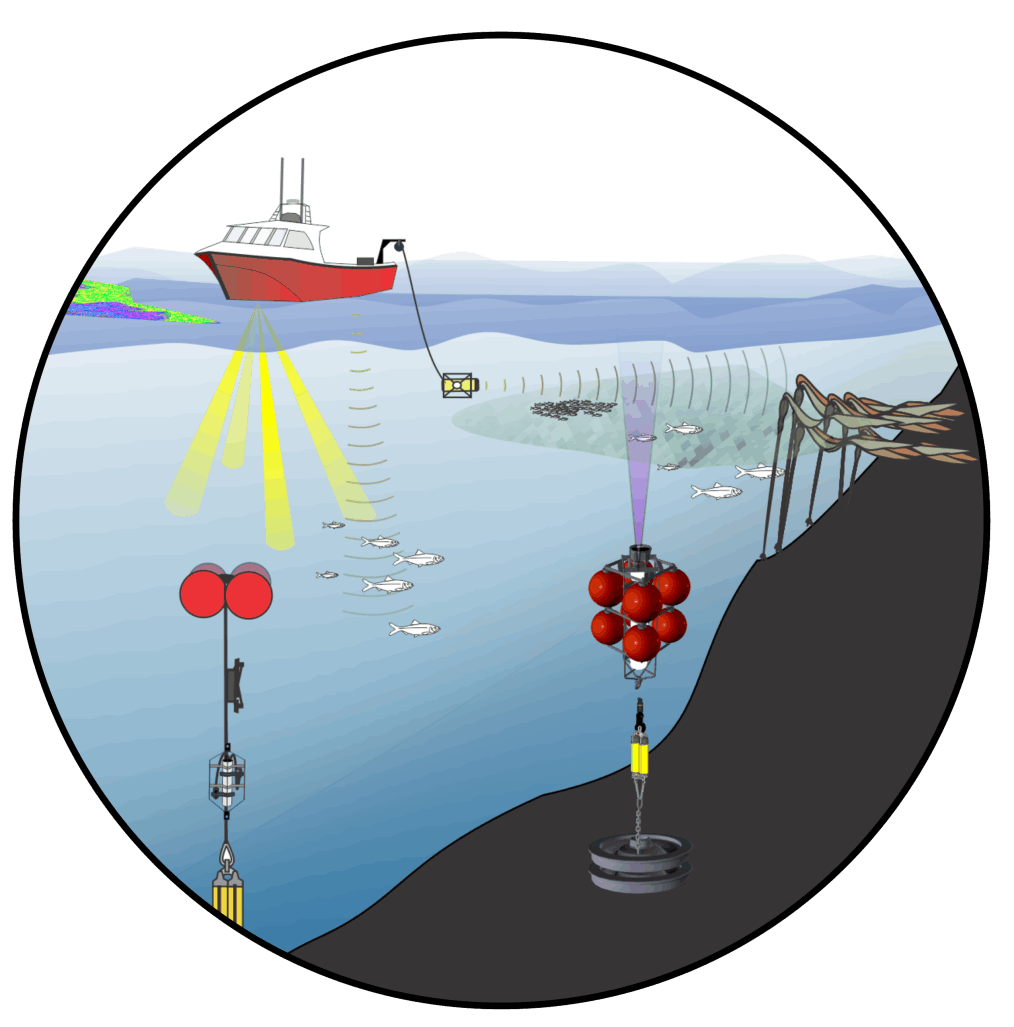 Split-beam sonar echogram