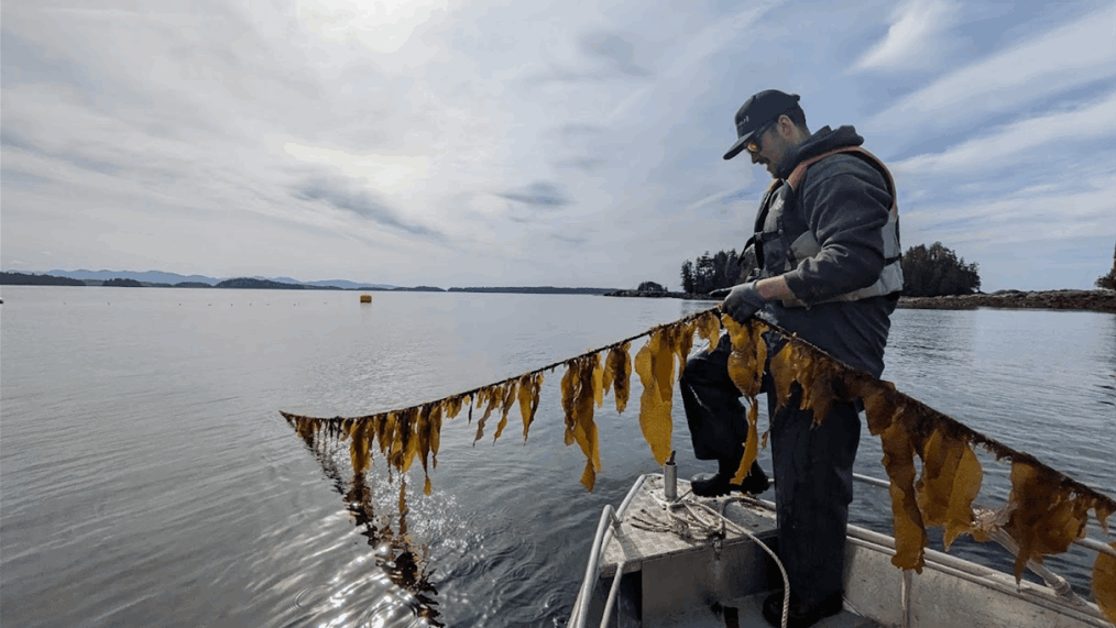 Kelp Farm - Smart buoy
